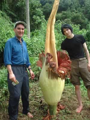 titan_arum.jpg