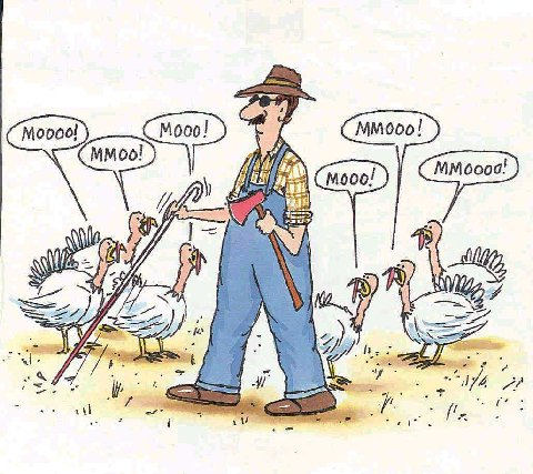 Turkeys%20Mooing.jpg