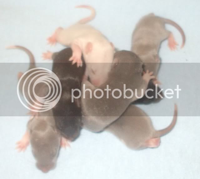 Rats071.jpg