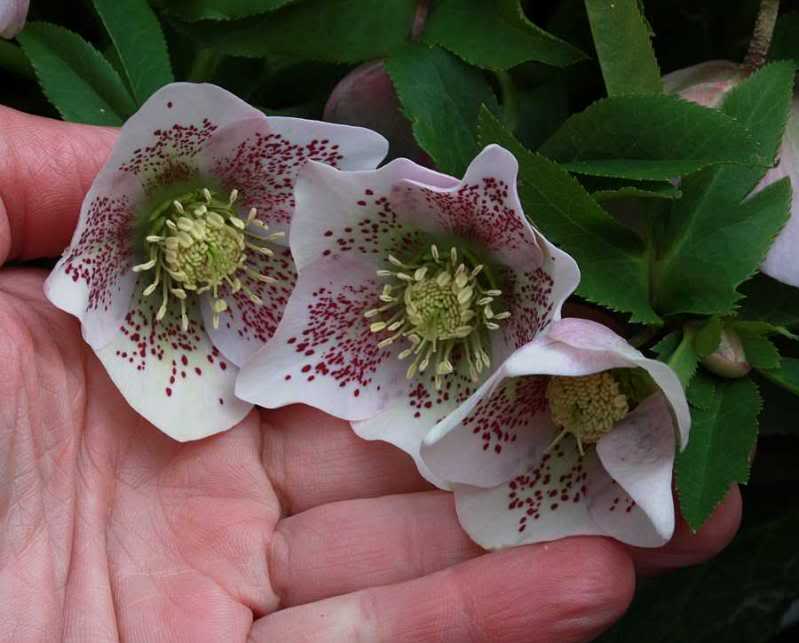 Hellebore-1.jpg