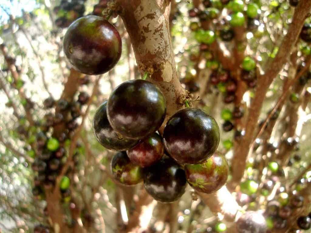 Jabuticaba-4.jpg