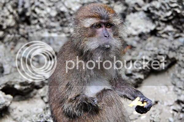 Phuket-One-Arm-Monkey.jpg