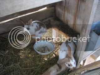 bunnies016.jpg