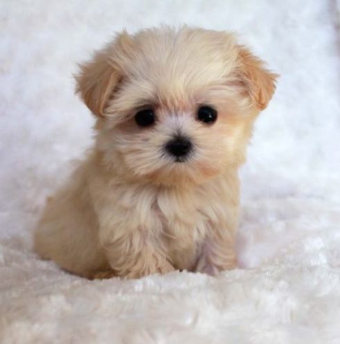 cute-puppy-1.jpg