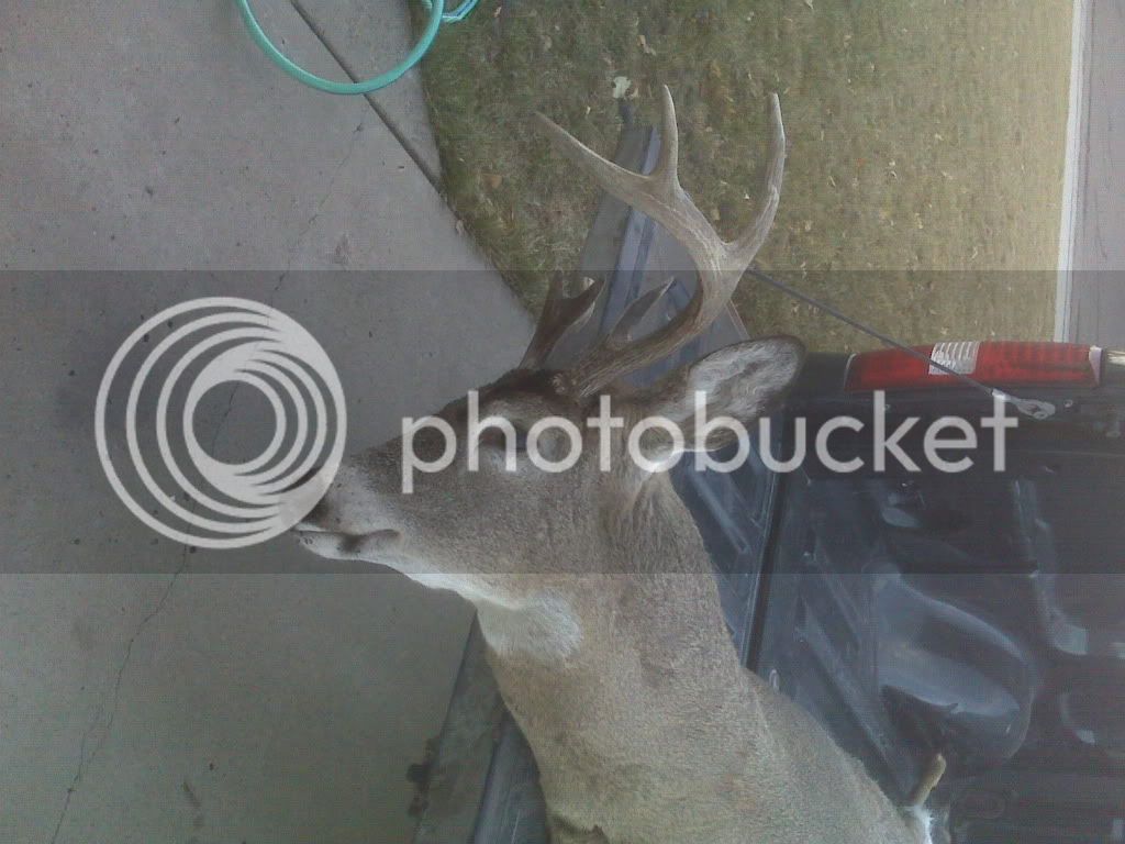 Deer09.jpg