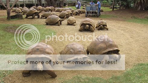 current-aldabra-1.jpg