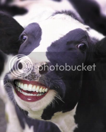 Happy_Cow_Large.jpg