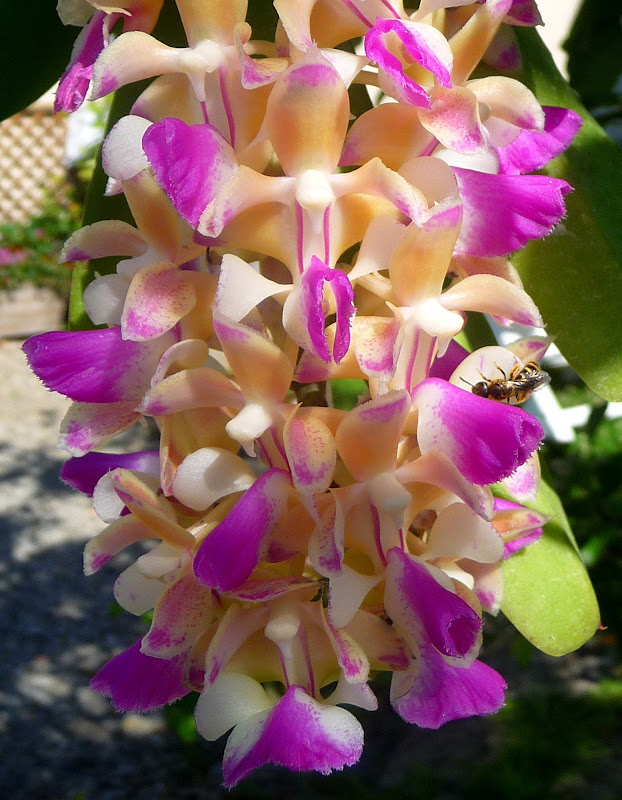 Aerides%20houlettiana.JPG