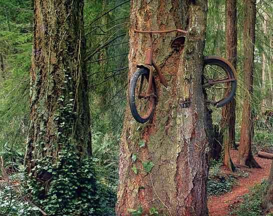 biketree.jpg