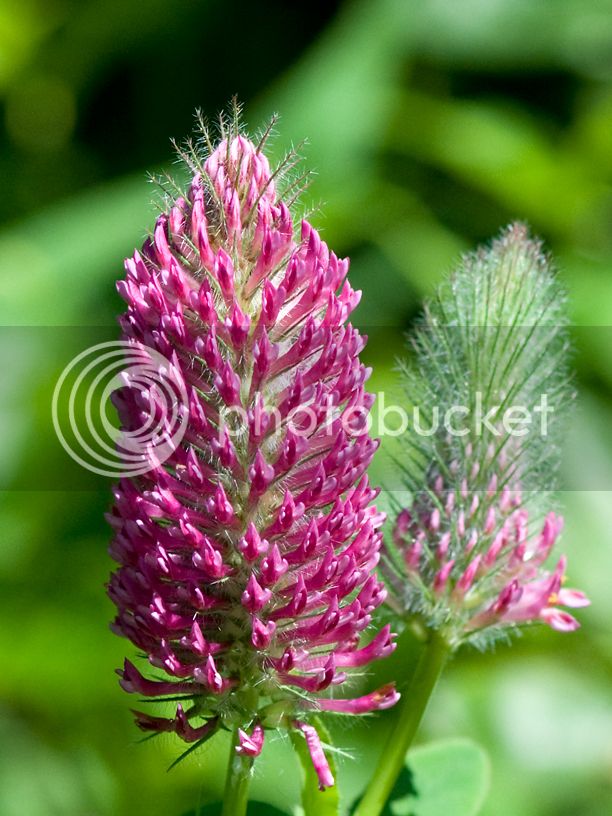 Trifoliumrubens_web.jpg