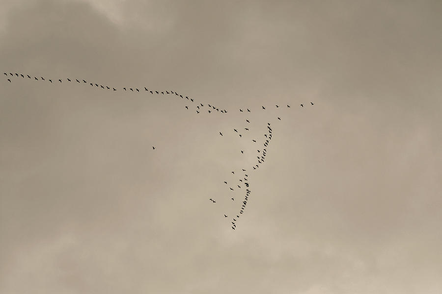 the-art-of-migrating-canada-geese-in-the-sky-asbed-iskedjian.jpg