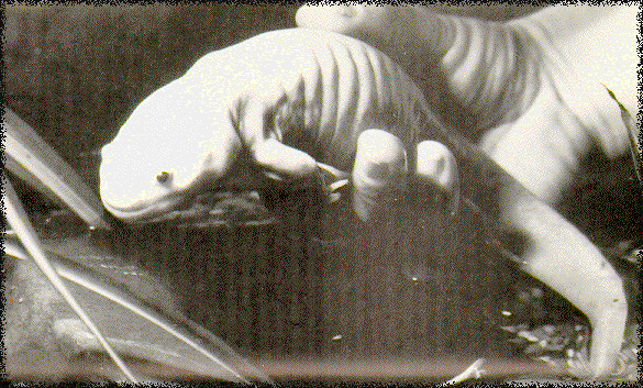 morphedaxolotl.gif