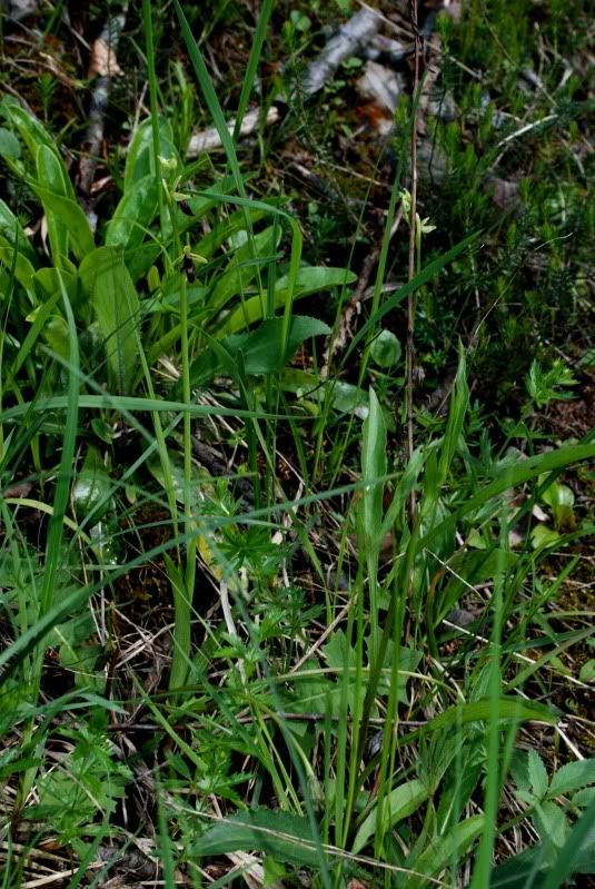 Ophrysinsectifera3aNiederhauserTal2.jpg