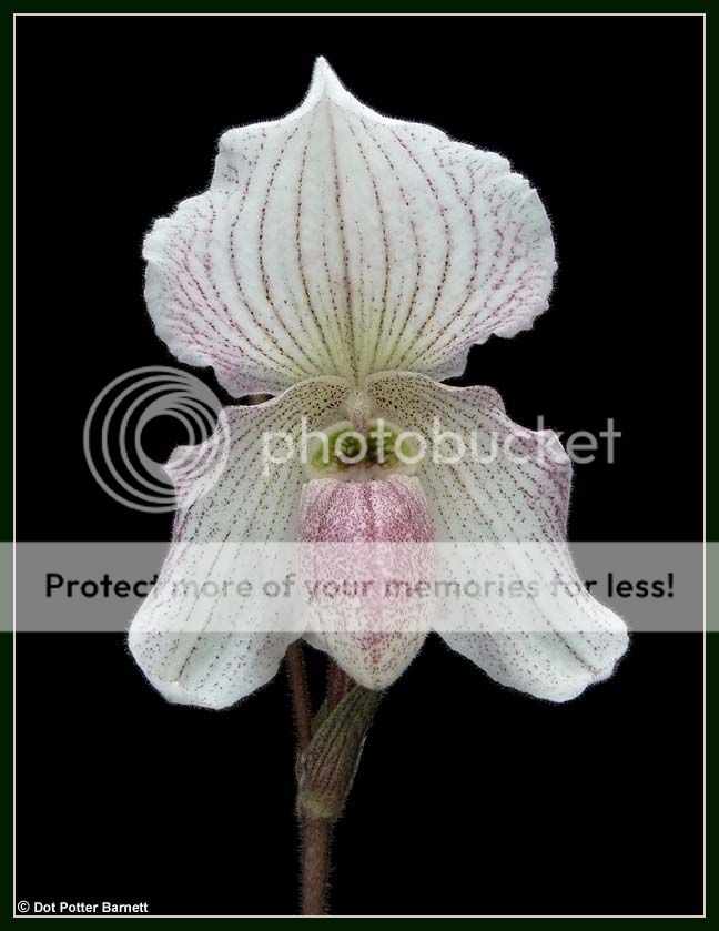 Paph_Angela-2012_zps63852771.jpg