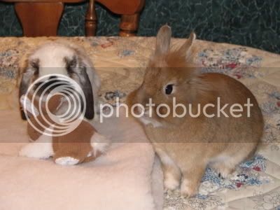 Bunnies007-1.jpg