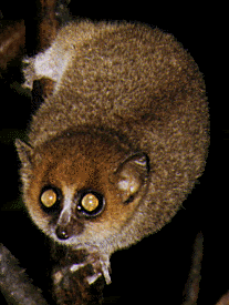 Microcebus_rufus_lemur.gif