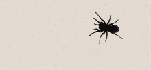animated-spider.gif
