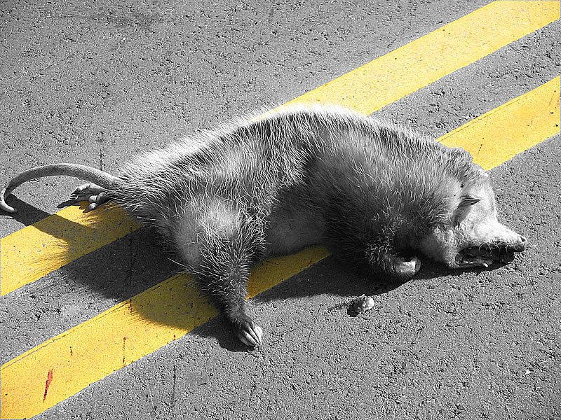 800px-Dead_Opossum.jpg