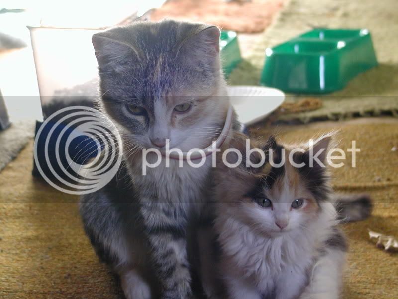 kittens3012.jpg