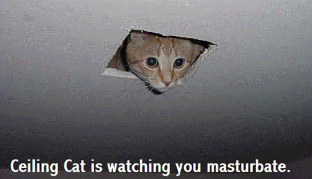 FunnyCats_508x10760YH.gif