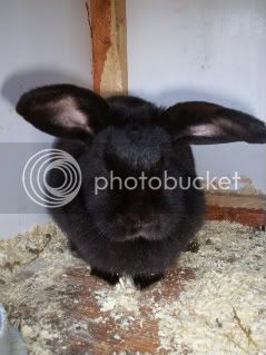 Rabbit003-1.jpg