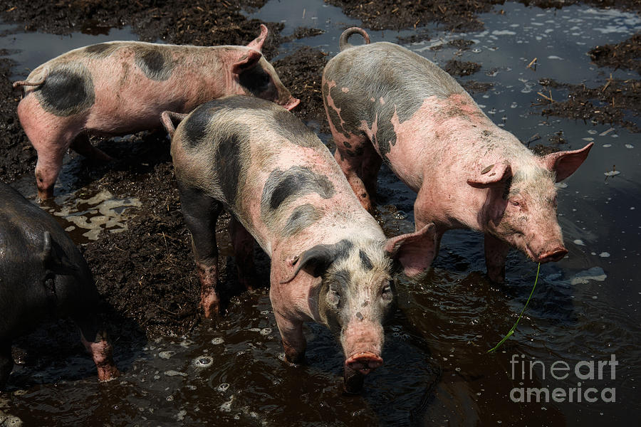 pigs-in-the-mud-nick-biemans.jpg