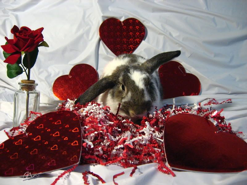 ValentineBunnies006.jpg