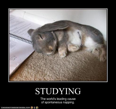 funny-pictures-bunny-naps-on-homework.jpg
