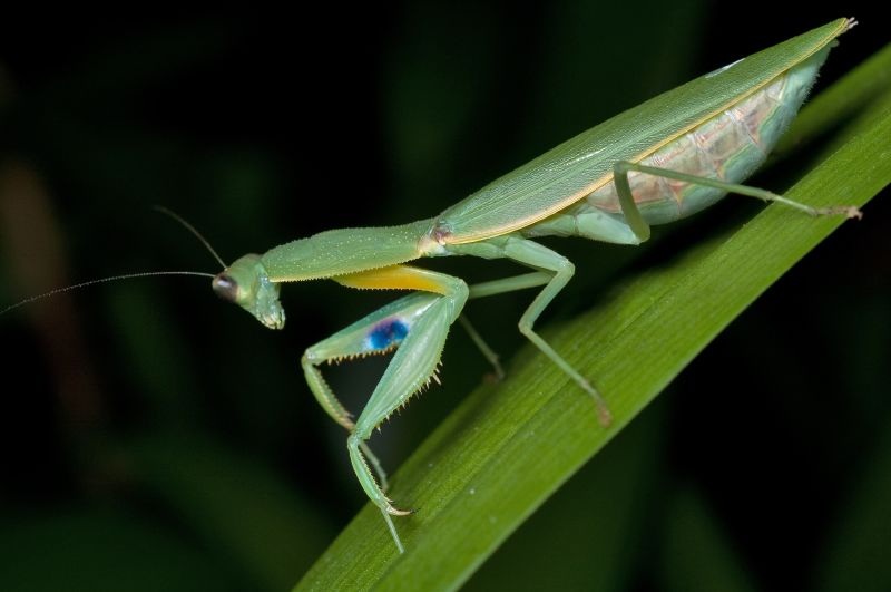 Female_New_Zealand_Mantis_(Orthodera_novaezealandiae)_from_side.jpg