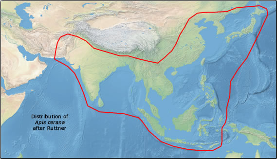 map%20cerana.jpg