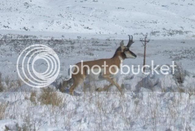 WessWyomingPronghorn2.jpg