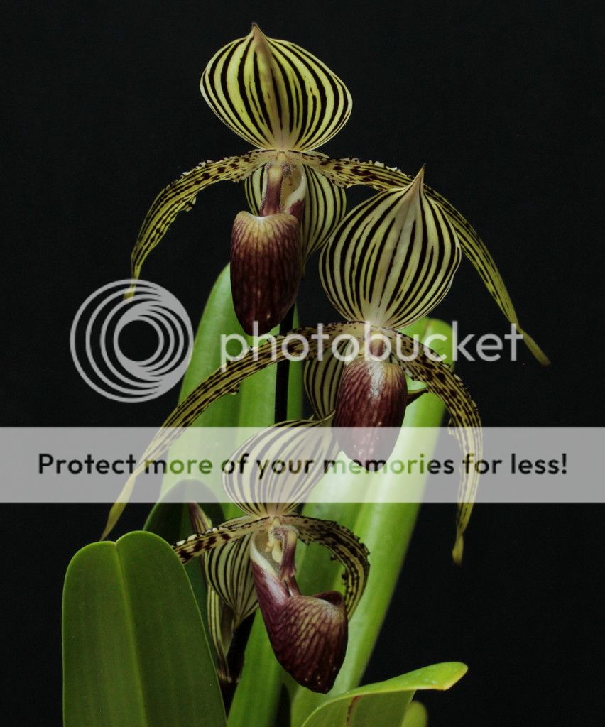 Paph%20Lady%20Rothschild2_zpss6k0jxrp.jpg