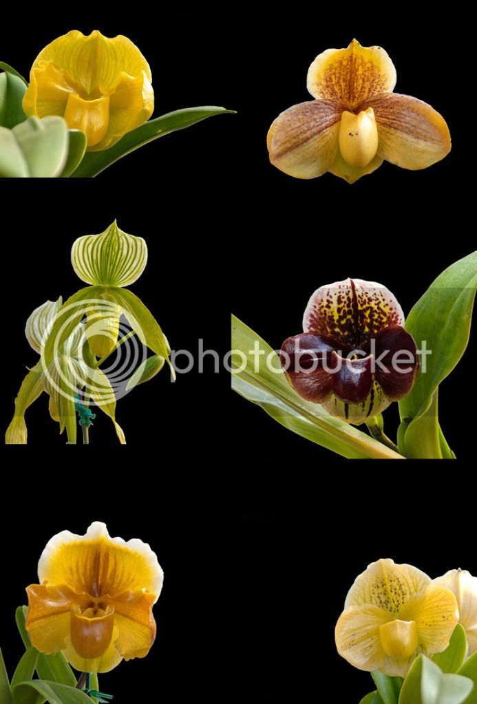 Paph_combined_052712.jpg