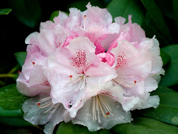 RhododendronIngridMehlquist_web-1.jpg