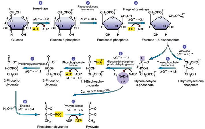 glycolysis_pathway.jpg