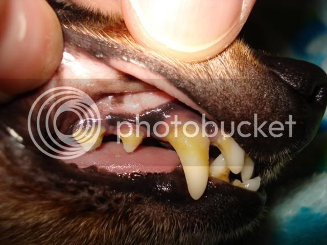 teeth001.jpg