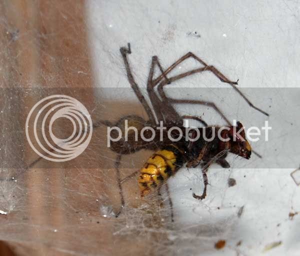 Spider-and-hornet.jpg