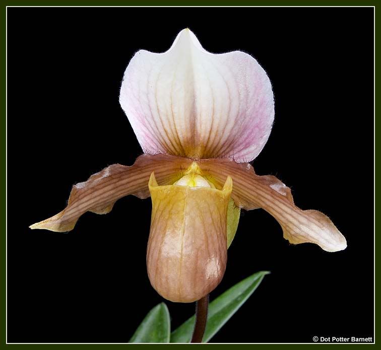 Paph_Paleface-2011.jpg