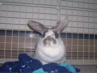 Bunnypictures-Leanne014.jpg