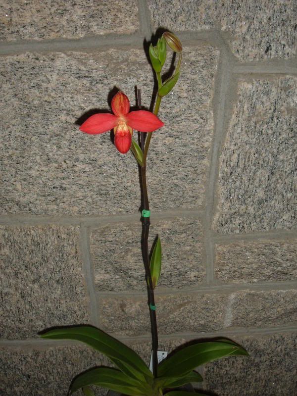 Orchids08002-1.jpg