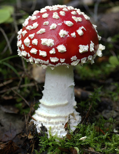 mushroom12.jpg