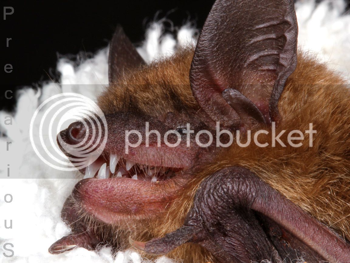 Bat_2286-sm.jpg