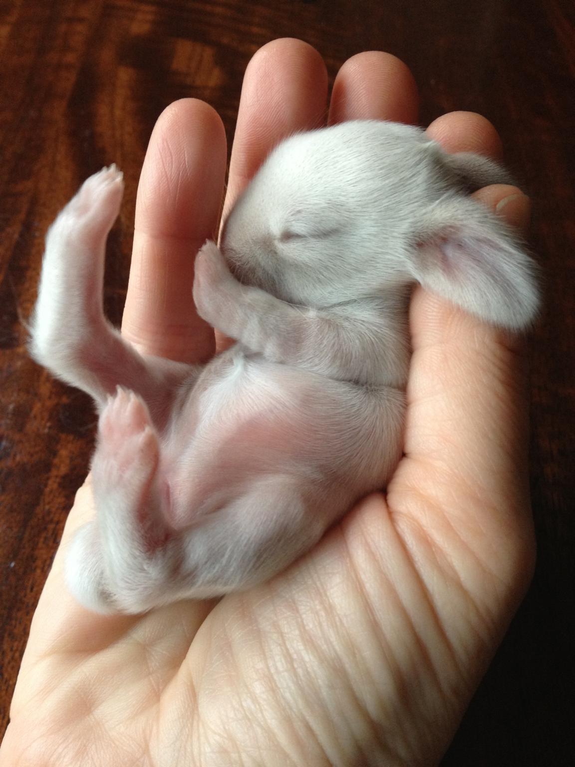 baby-rabbit-in-hand.jpg