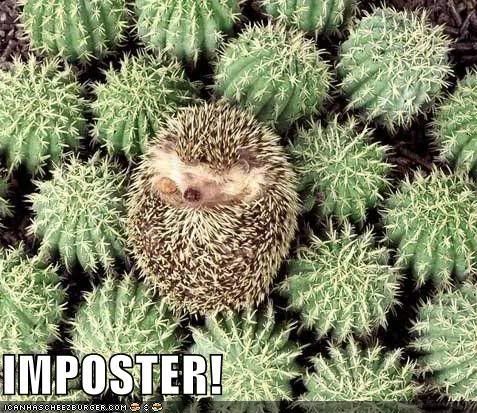 funny-pictures-imposter-hedgehog-1.jpg