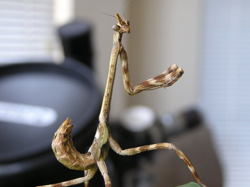 mantids476.jpg