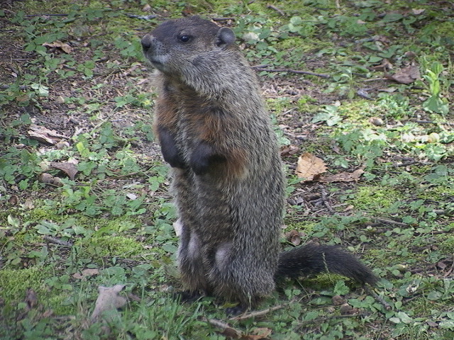 Groundhog3.JPG