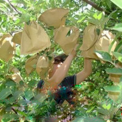 Galvanized-Wire-Water-Proof-Star-Fruit-Protection-Grow-Paper-Bag-for-Banana-Popular-in-Malaysia-Vietnam-Sri-Lanka.jpg