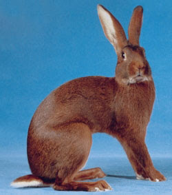belgian-hare-rabbit.jpg