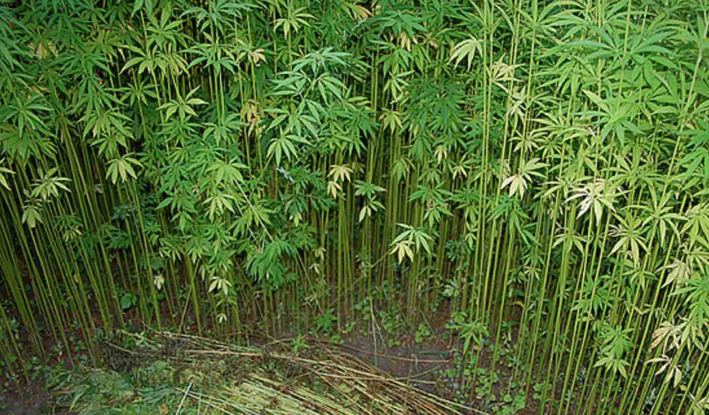 Cannabis-sativa-hemp-plant-cc-kat_geb.jpg