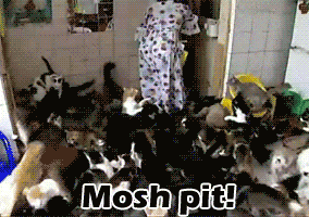 Mosh Pit Cat GIFs - Get the best GIF on GIPHY